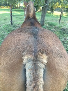 poney atteint de dermite estivale